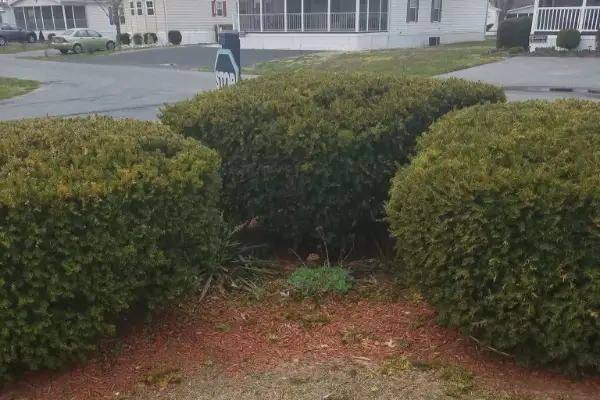 Bush Trimming