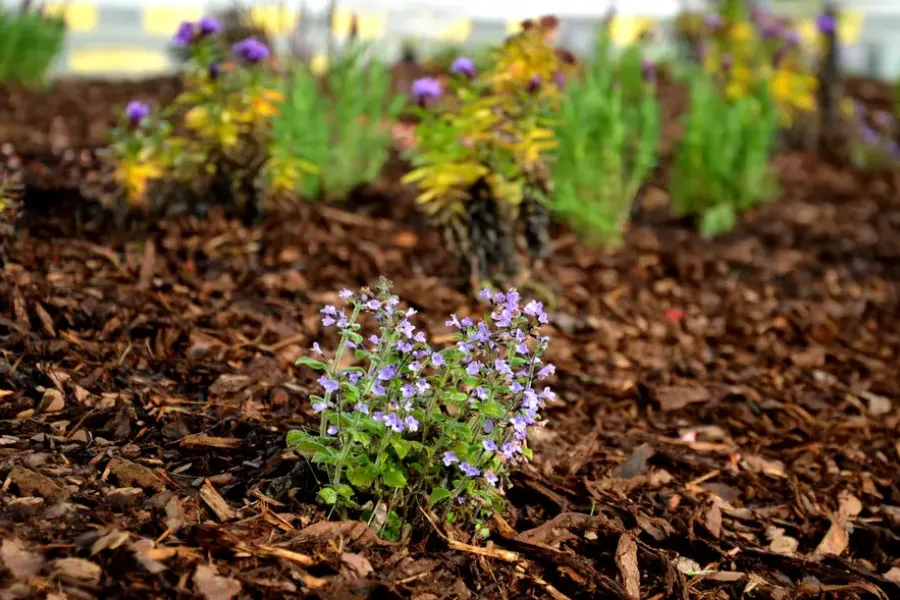 Choosing The Right Mulch For Your Landscape Design Millsboro, DE Choosing The Right Mulch For Your Landscape Design Millsboro, DE