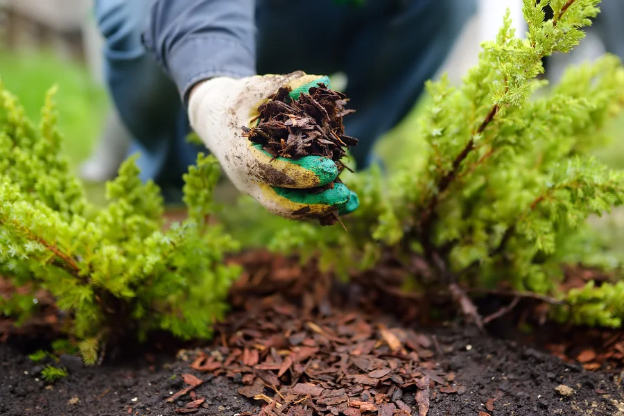 Choosing The Right Mulch For Your Landscape Design in Millsboro, DE Choosing The Right Mulch For Your Landscape Design in Millsboro, DE