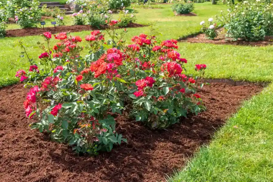 Common Mulching Mistakes Landscapers Should Avoid in Millsboro, DE Common Mulching Mistakes Landscapers Should Avoid in Millsboro, DE