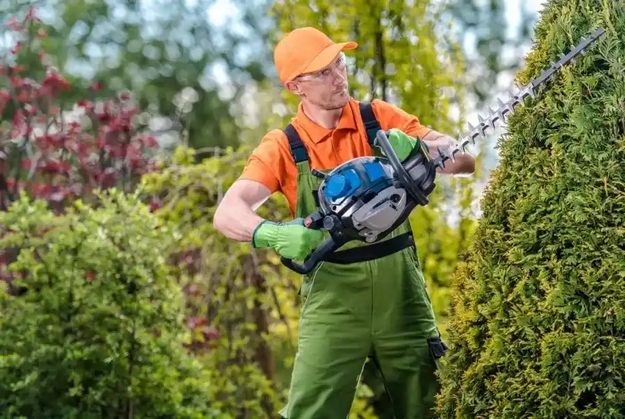 How Bush Trimming Enhances Sunlight Exposure For Plants Millsboro, DE How Bush Trimming Enhances Sunlight Exposure For Plants Millsboro, DE