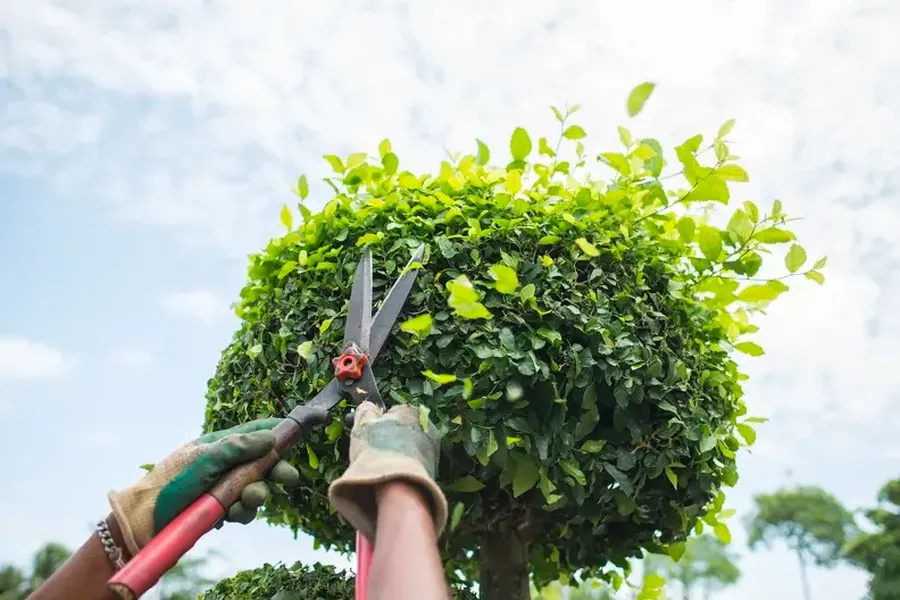 How Bush Trimming Enhances Sunlight Exposure For Plants in Millsboro, DE How Bush Trimming Enhances Sunlight Exposure For Plants in Millsboro, DE