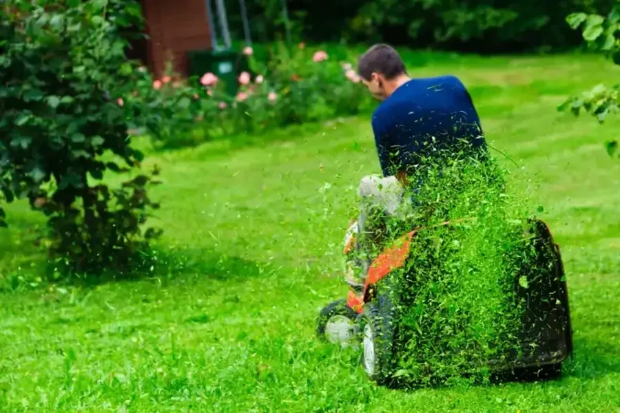 How Regular Grass Cutting Improves Lawn Health in Millsboro, DE How Regular Grass Cutting Improves Lawn Health in Millsboro, DE