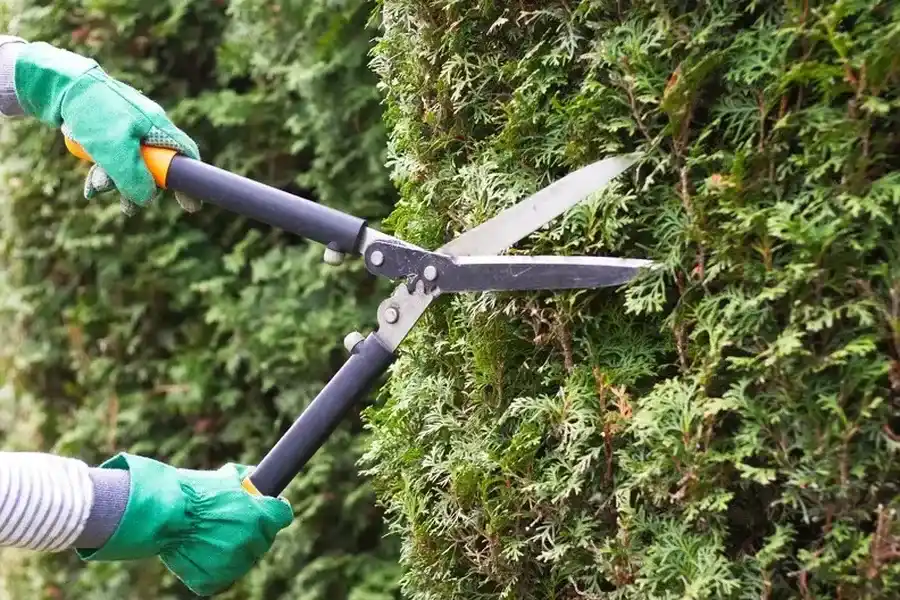 The Impact Of Bush Trimming On Your Property Value Millsboro, DE The Impact Of Bush Trimming On Your Property Value Millsboro, DE
